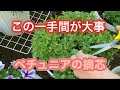 【ペチュニア植え付けその後】摘芯の季節 こんもり咲かせる第一歩