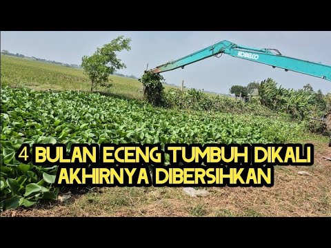 4 BULAN ECENG SUBUR DIKALI❗️AKHIRNYA DIBERSIHKAN❗️