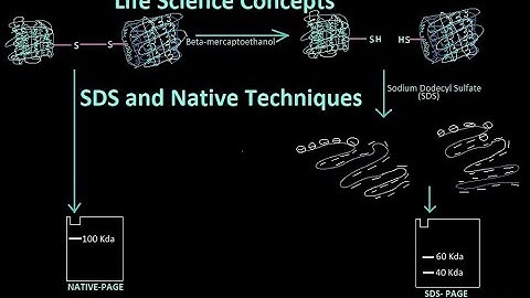 Life Science Concepts:- SDS and Native PAGE Techniques