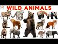 30 Wild Animals for Kids 🦁 | Jungle Safari | Learn Wild Animal Names with Sounds | Animals for Kids