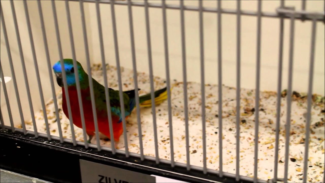 Best of Neophema at Vogel 2016