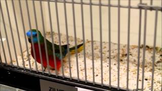 Best of Neophema at Vogel 2016