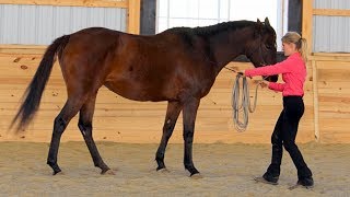 Why your horse does what he does... A Simple Model for Understanding Behavior