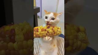 Corn Cob Grasped by Cat's Paws for a Snack