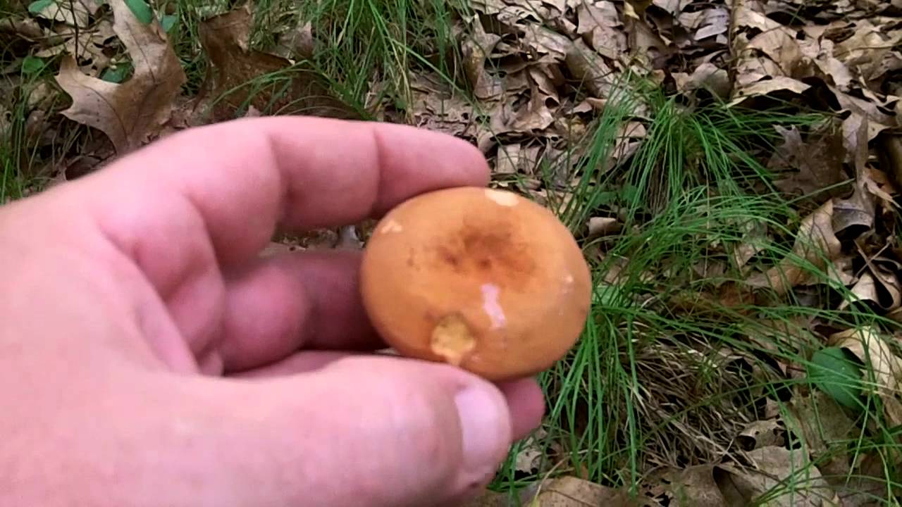 Summer Mushroom Foraging - Edible Lactarius volemus and Lactarius hygrophoroides
