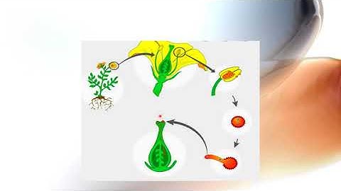 Class: 9 & 10, Biology (Lecture:13 ),Chapter:11(Part-5),Shayla Parvin