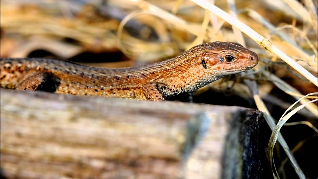 Levendbarende hagedis (Zootoca vivipara) @ de Koeheide
