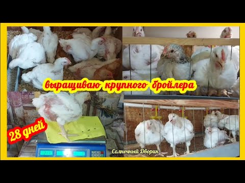Отличный вес 👍 бройлеров Росс 308 и цветных бройлеров. ‼️ Растут на бюджетном камбикорме ...