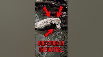 Hero saves dog STUCK in water…❤️😱