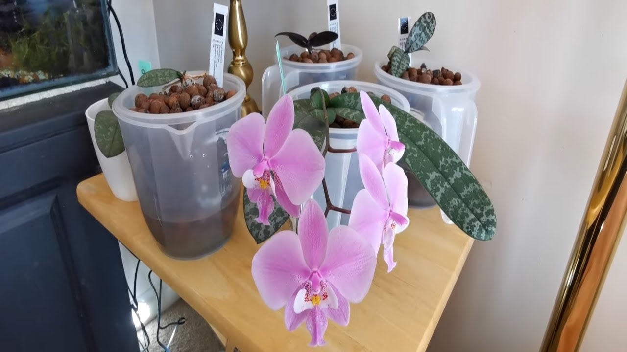 Phalaenopsis schilleriana orchid fragrance, variegation and variation
