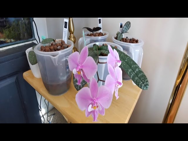 Phalaenopsis schilleriana orchid fragrance, variegation and