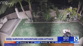 Dog survives attack by mountain lion
