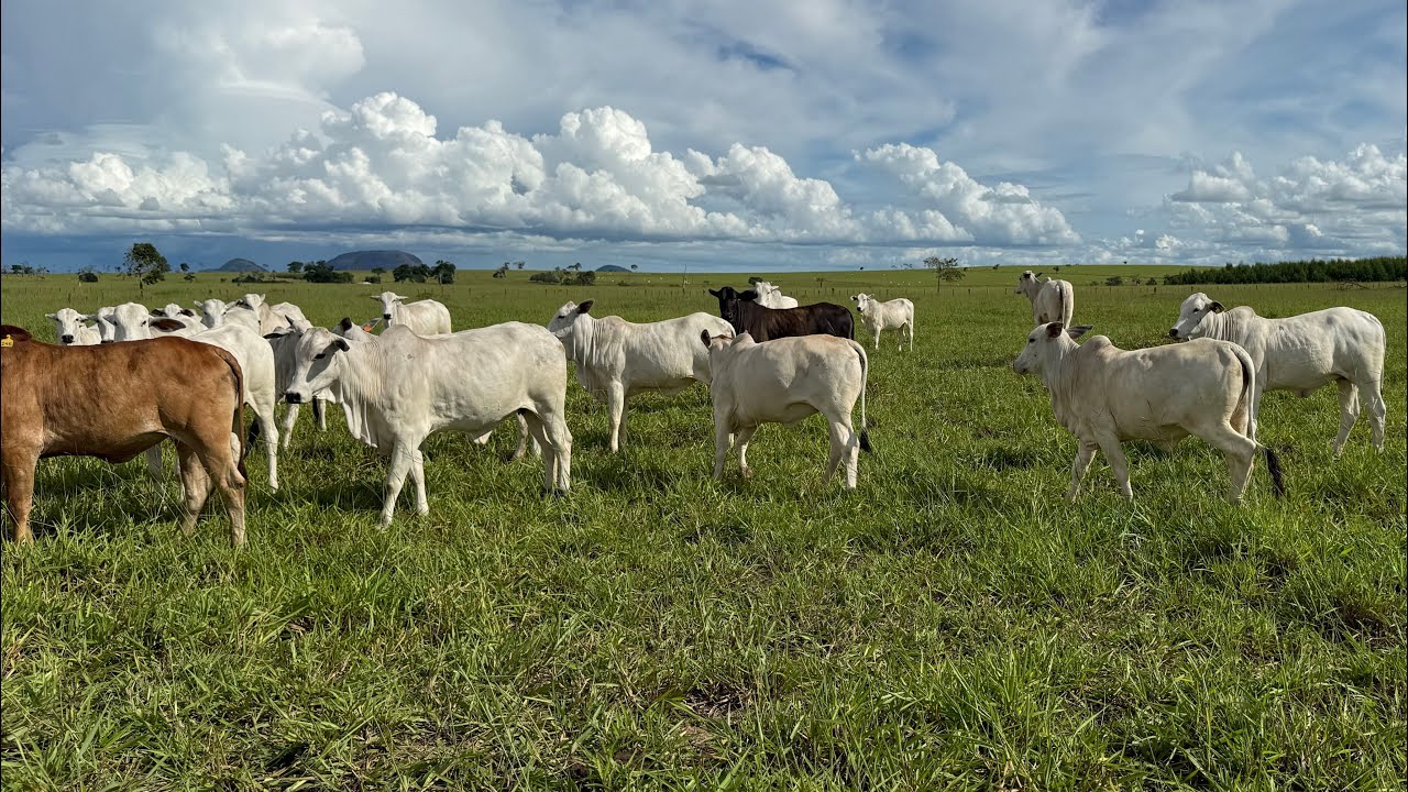 Lote de novilhas com 390 kg. Como está o sistema rotacionado em 23/02/2026? GMD de 1 kg em novilhas?