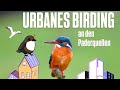 URBANES BIRDING an den Paderquellen