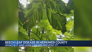Beech Leaf Disease