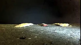 army boots crushes snack