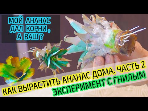 Ананас дома. Как вырастить ананас. Эксперимент с гнилым ананасом. Часть 2