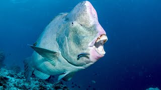 Incredible Buck-Toothed Fish Can Bite Through Rocks