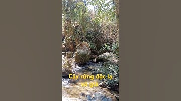 Cây rừng độc lạ vô giá l Độc Lạ Tây Nguyên.