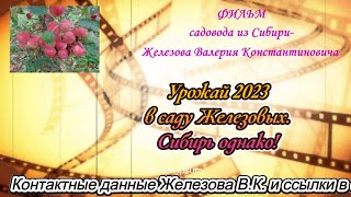 Урожай 2023 в саду Железовых.  Сибирь однако!