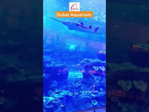 Dubai Aquarium and Underwater Zoo #dubai #shortvideo #aqyaruum, #dubaiaquarium