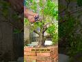 Pruning ficus tree trunks #tree #plants #craft #diy #bonsai