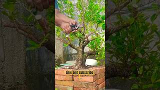 Pruning ficus tree trunks #tree #plants #craft #diy #bonsai