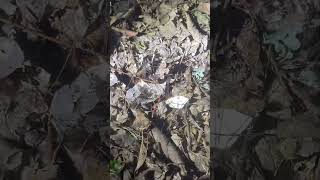 Long Legs Party #trending #spiders #arachnids #bugs #shorts