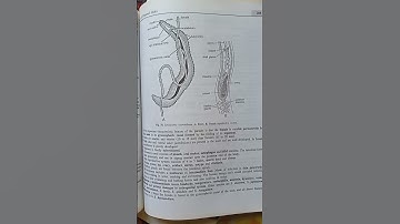 M.sc Practical Zoology (Invertebrate) S.S. LAL