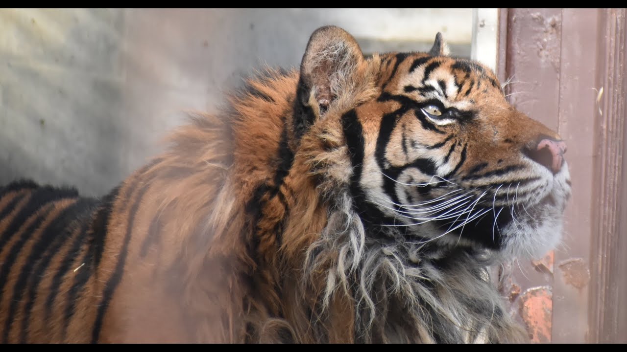 東山動植物園公式】7・4 は、スマトラトラ の クンデ の17歳の誕生日