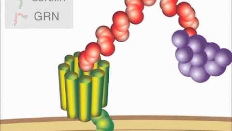 Sortilin Link to Dementia Pathophysiology