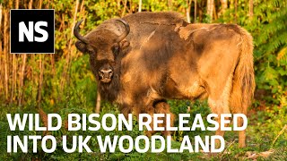 Watch the moment bison were released into UK as part of rewilding project