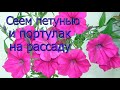 Как посеять петунью на рассаду. Как посеять на рассаду портулак.