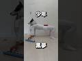 #少年 #黒夢 #犬 鍵盤ハーモニカ