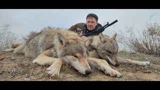 картинка: ОХОТА НА ВОЛКОВ!ДОБЫЛИ ТРЕХ ВОЛКОВ