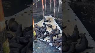 Sea lions are interesting animals!#vacation#sealife