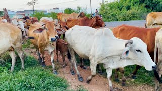 Mengiring Sapi Lembu di Desa Gembala Menuju Ke Kandang Peternakan Hewan Ternak - Bunyi sapi