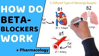 How do Beta Blockers Work? (+ Pharmacology)