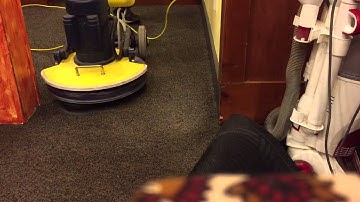 Cimex with releasit on greasy carpet