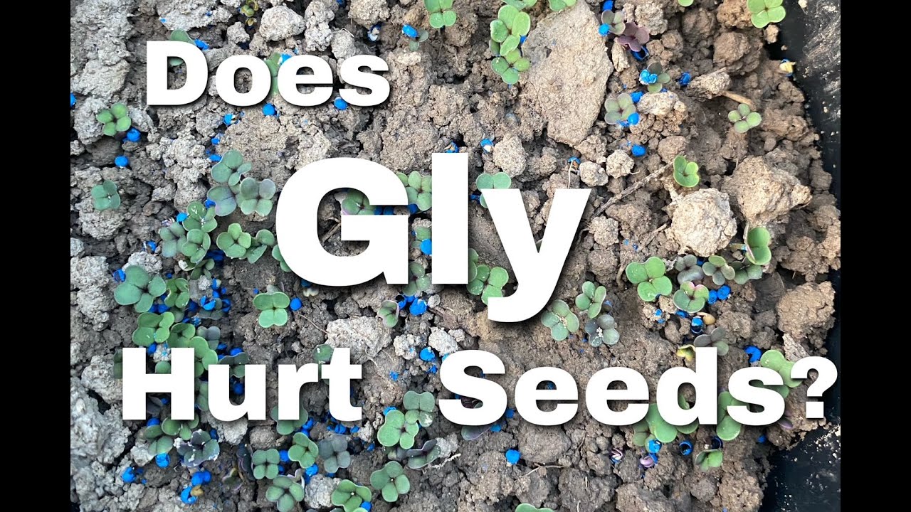 Does Glyphosate Hurt Food Plot Seed? Experiment Part 1