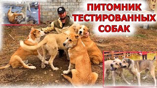 видео: Собаки Тестовых испытаний, питомник Александра Корикова! Ютуб канал  - Серёгины собаки картинка: Собаки Тестовых испытаний, питомник Александра Корикова! Ютуб канал  - Серёгины собаки