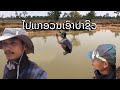 ໄປແກອວນເອົາປາຊິວວ່າຈະໄດ້ຫລືບໍ