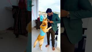 किसे जाकर मेरे डॉगी ने खाना दिया था😱 #funnydogs​ #shorts​