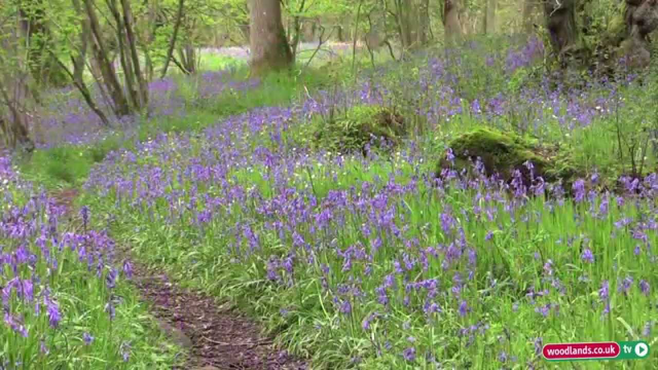 Planting Bluebells In The Woodlands Youtube