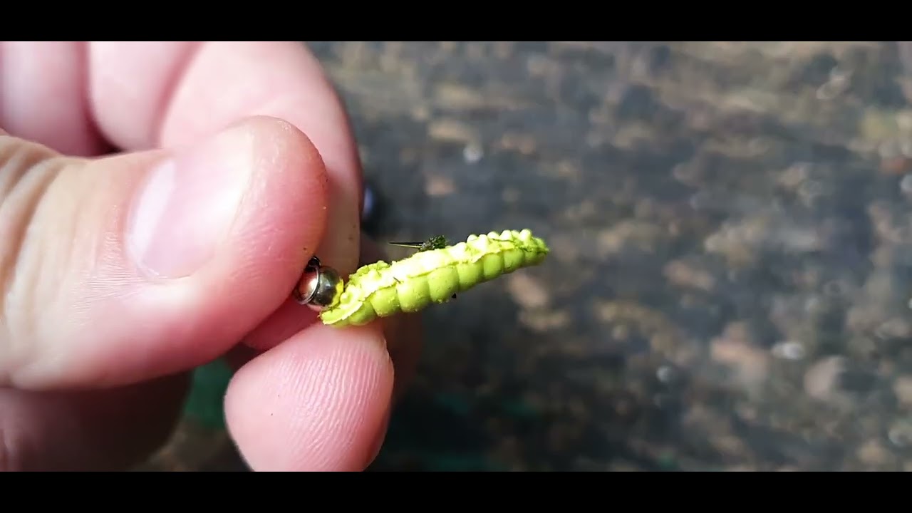 Kako upecati PASTRMKU na SILIKON? Savjeti za početnike.