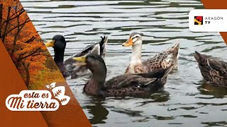 La mancada de los patos