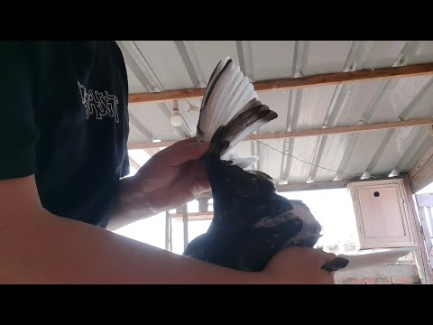 وفاء الحمام الزاجل حتي الموت