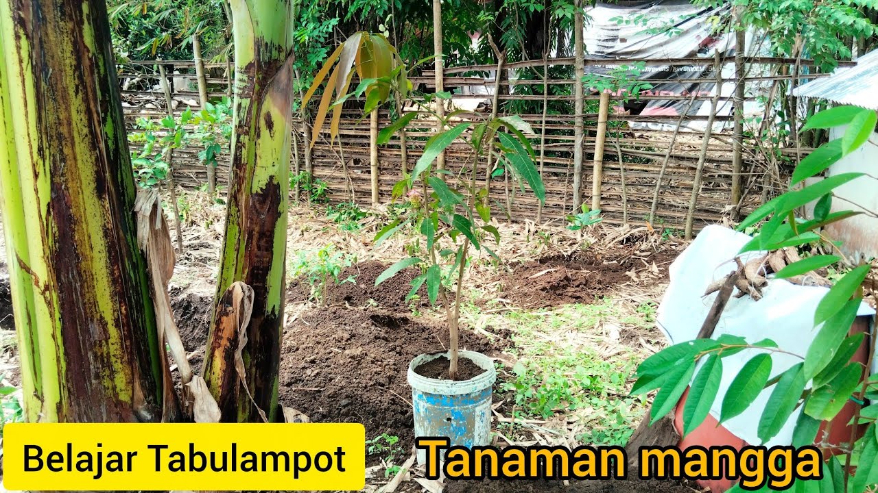 Memindahkan tanaman mangga ke dalam pot