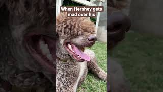 When Hershey gets mad over his toy #poodle #dog #funny #cute