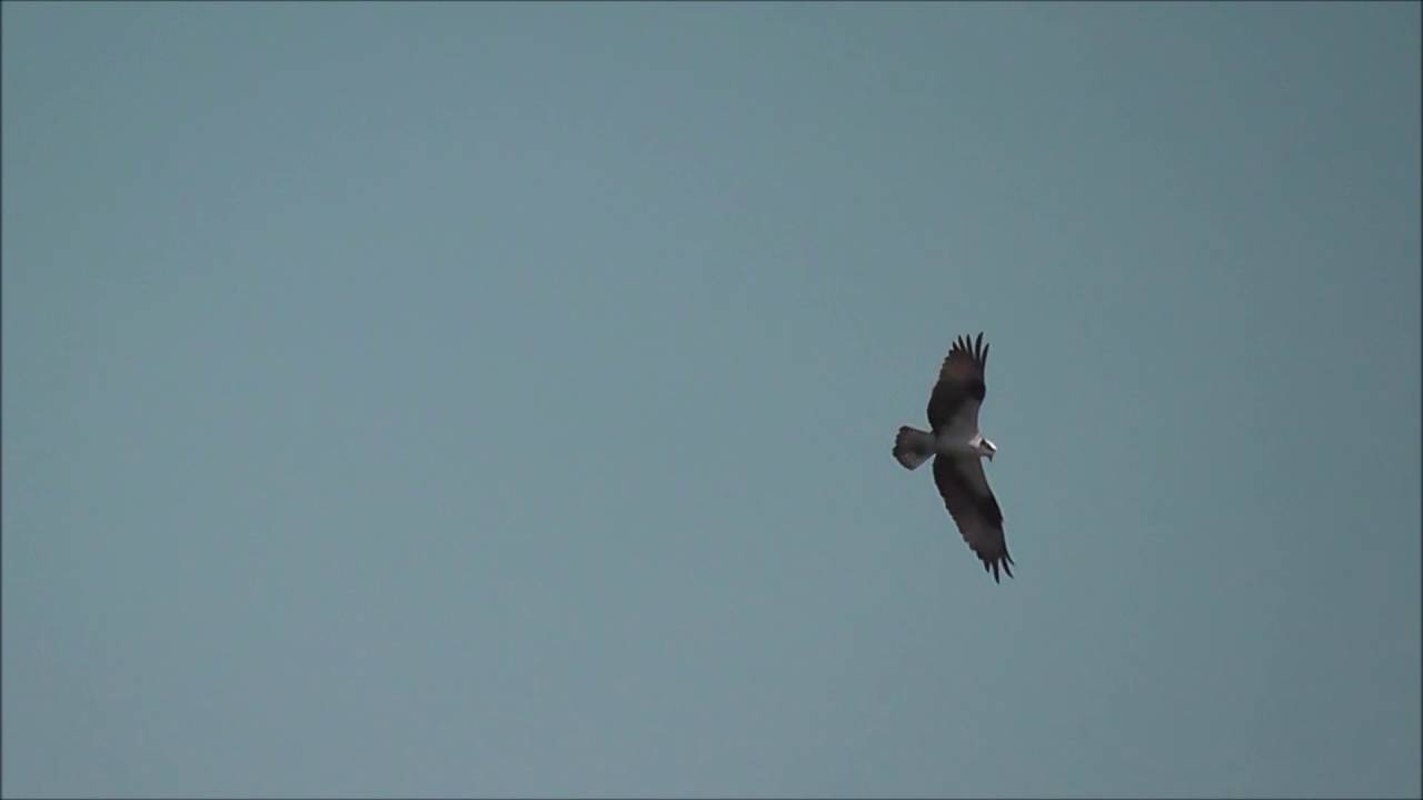Osprey Stoops 